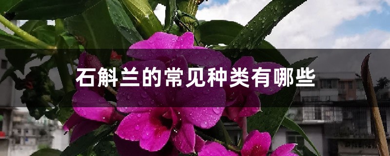 石斛兰的常见种类有哪些 石斛兰的常见种类有哪些