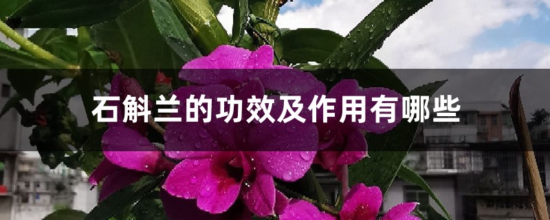 石斛兰的功效及作用有哪些 石斛兰的功效及作用有哪些