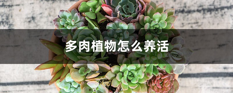 多肉植物怎么养活 多肉植物怎么养活
