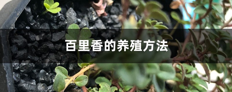 百里香的养殖方法 百里香的养殖方法