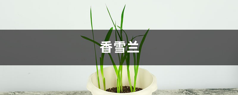 香雪兰(小苍兰)主要病害及其防治方法 香雪兰(小苍兰)主要病害及其防治方法