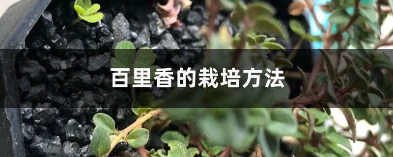 百里香的栽培方法 百里香的栽培方法