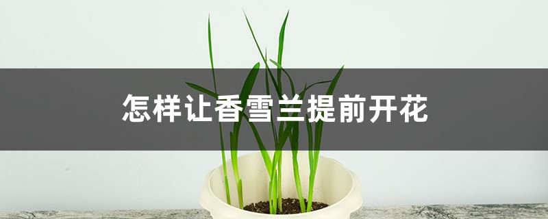 怎样让香雪兰提前开花 怎样让香雪兰提前开花