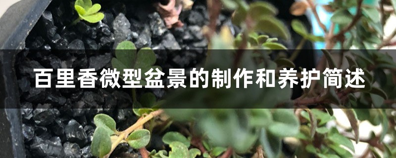 百里香微型盆景的制作和养护简述 百里香微型盆景的制作和养护简述