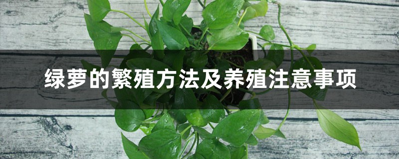 绿萝的繁殖方法及养殖注意事项 绿萝的繁殖方法及养殖注意事项