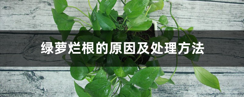 绿萝烂根的原因及处理方法 绿萝烂根的原因及处理方法