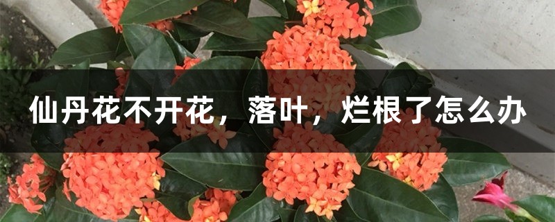 仙丹花不开花,落叶,烂根了怎么办 仙丹花不开花,落叶,烂根了怎么办
