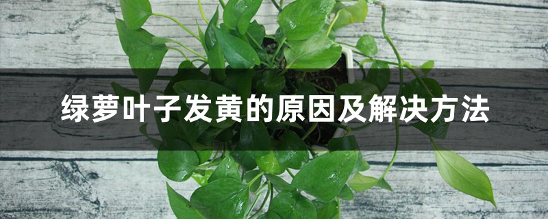 绿萝叶子发黄的原因及解决方法 绿萝叶子发黄的原因及解决方法
