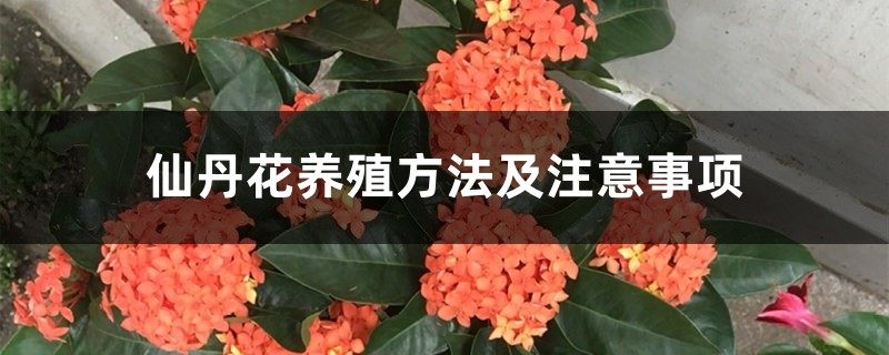 仙丹花养殖方法及注意事项 仙丹花养殖方法及注意事项