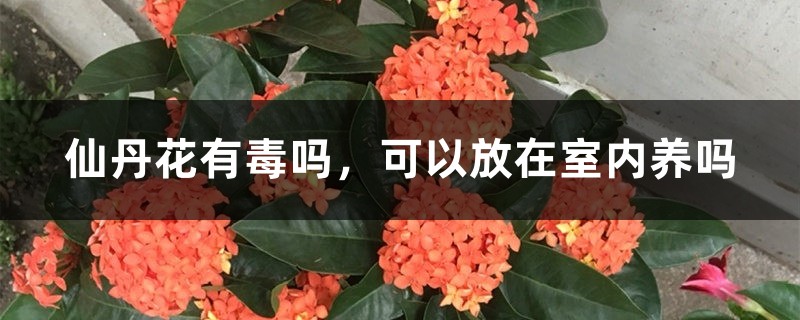 仙丹花有毒吗,可以放在室内养吗 仙丹花有毒吗,可以放在室内养吗