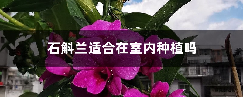 石斛兰适合在室内种植吗 石斛兰适合在室内种植吗