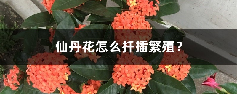 仙丹花怎么扦插繁殖? 仙丹花怎么扦插繁殖?