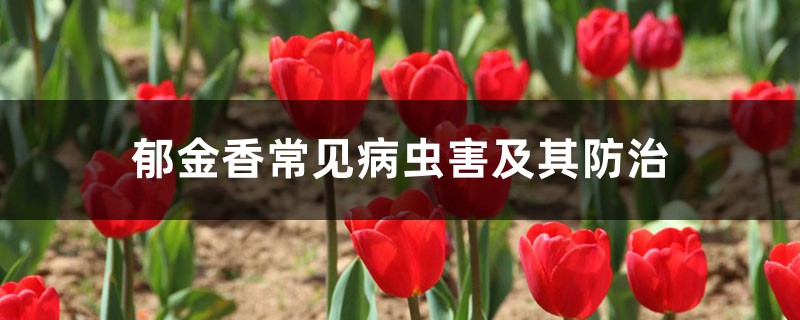郁金香常见病虫害及其防治 郁金香常见病虫害及其防治