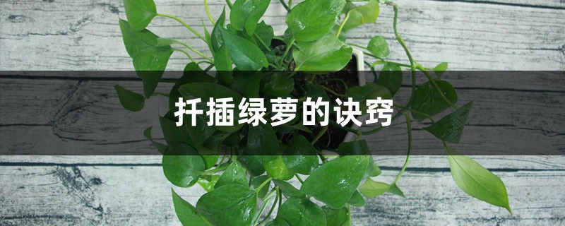扦插绿萝的诀窍 扦插绿萝的诀窍