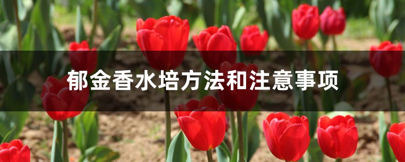 郁金香水培方法和注意事项 郁金香水培方法和注意事项