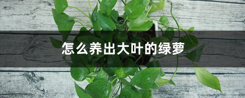 怎么养出大叶的绿萝 怎么养出大叶的绿萝