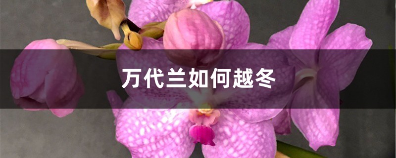 万代兰如何越冬 万代兰如何越冬