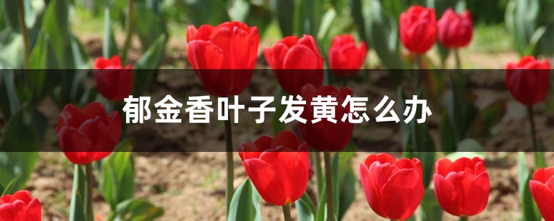 郁金香叶子发黄怎么办 郁金香叶子发黄怎么办