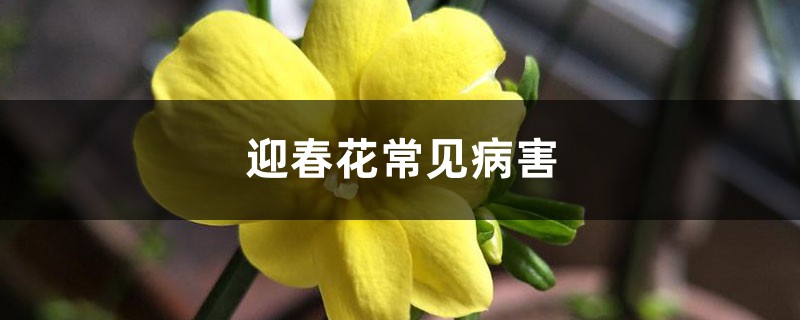 迎春花常见病害 迎春花常见病害