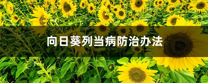 向日葵列当病防治办法 向日葵列当病防治办法