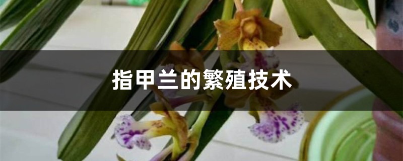 指甲兰的繁殖技术 指甲兰的繁殖技术