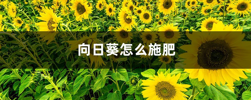 向日葵怎么施肥 向日葵怎么施肥