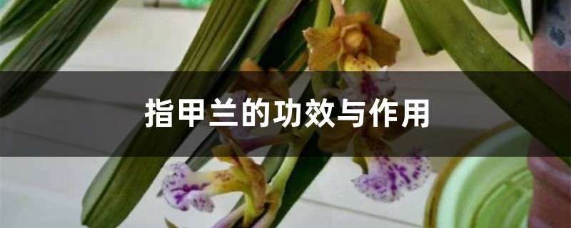 指甲兰的功效与作用 指甲兰的功效与作用