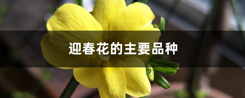 迎春花的主要品种 迎春花的主要品种