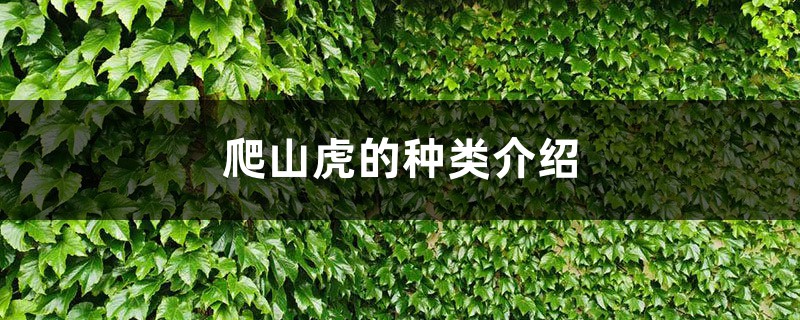 爬山虎的种类介绍 爬山虎的种类介绍