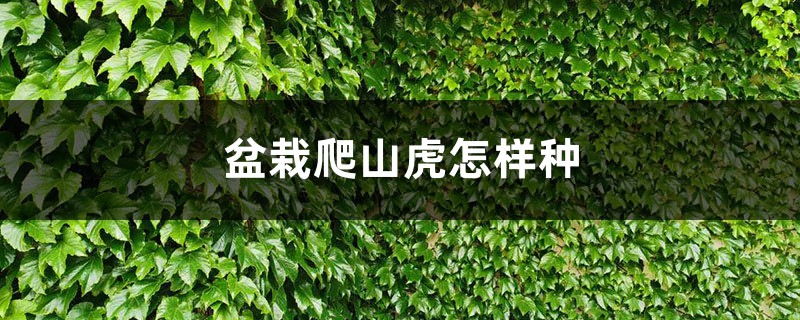 盆栽爬山虎怎样种 盆栽爬山虎怎样种