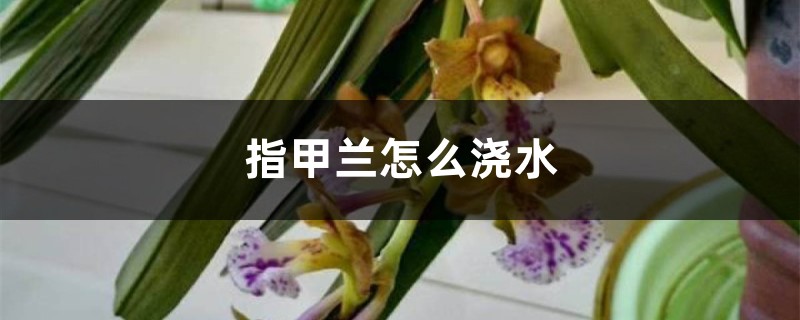 指甲兰怎么浇水 指甲兰怎么浇水