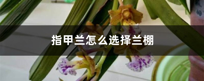 指甲兰怎么选择兰棚 指甲兰怎么选择兰棚