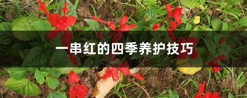 一串红的四季养护技巧 一串红的四季养护技巧