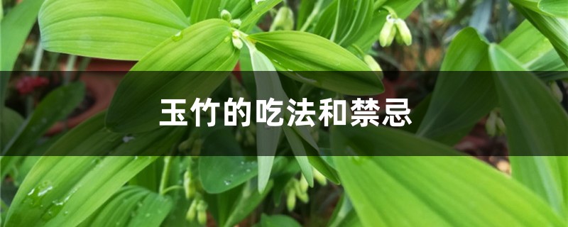 玉竹的吃法和禁忌 玉竹的吃法和禁忌