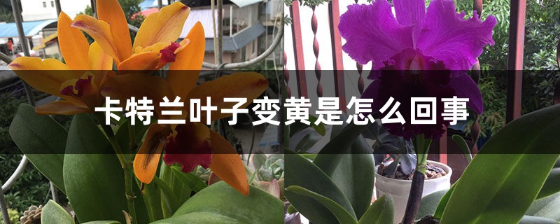 卡特兰叶子变黄是怎么回事 卡特兰叶子变黄是怎么回事