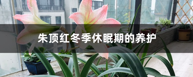 朱顶红冬季休眠期的养护 朱顶红冬季休眠期的养护