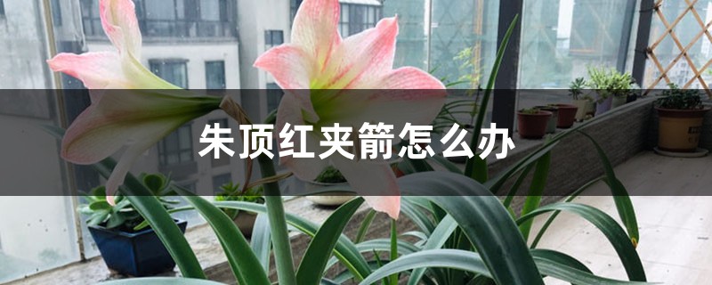 朱顶红夹箭怎么办 朱顶红夹箭怎么办