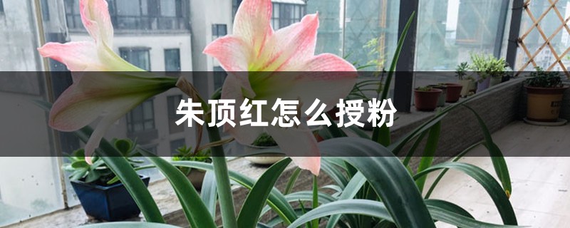 朱顶红怎么授粉 朱顶红怎么授粉