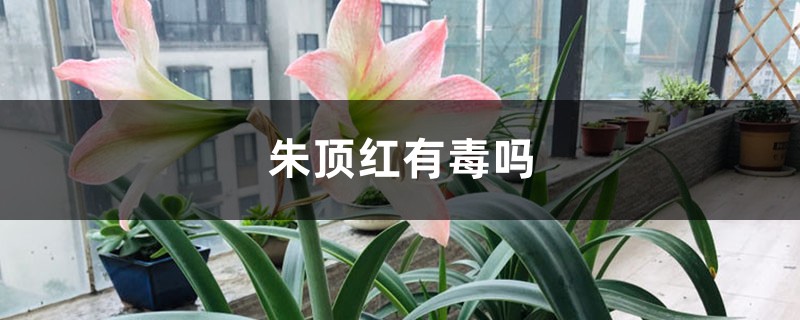 朱顶红有毒吗 朱顶红有毒吗