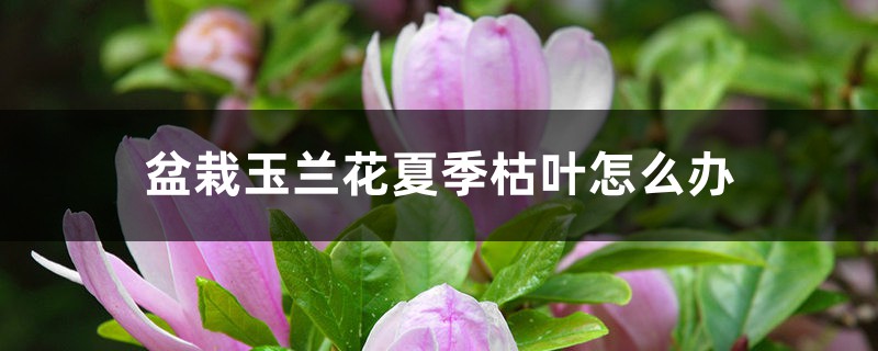 盆栽玉兰花夏季枯叶怎么办 盆栽玉兰花夏季枯叶怎么办