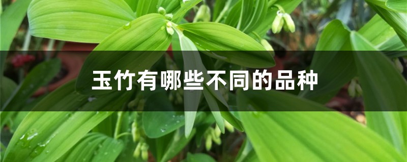 玉竹有哪些不同的品种 玉竹有哪些不同的品种