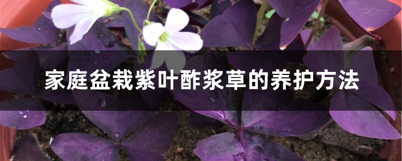 家庭盆栽紫叶酢浆草的养护方法 家庭盆栽紫叶酢浆草的养护方法