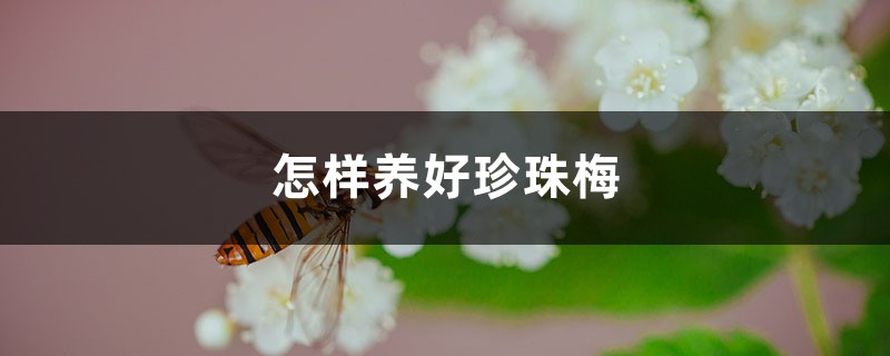 怎样养好珍珠梅 怎样养好珍珠梅