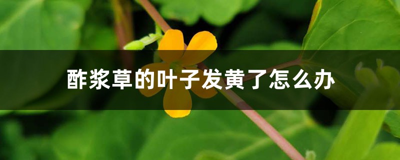 酢浆草的叶子发黄了怎么办 酢浆草的叶子发黄了怎么办