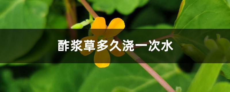 酢浆草多久浇一次水 酢浆草多久浇一次水