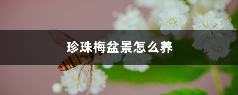 珍珠梅盆景怎么养 珍珠梅盆景怎么养