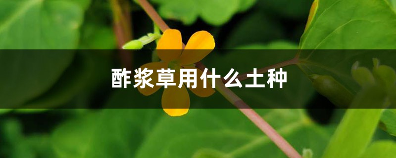 酢浆草用什么土种 酢浆草用什么土种