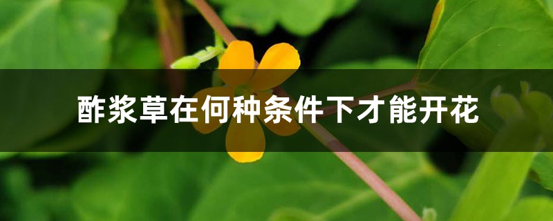 酢浆草在何种条件下才能开花 酢浆草在何种条件下才能开花