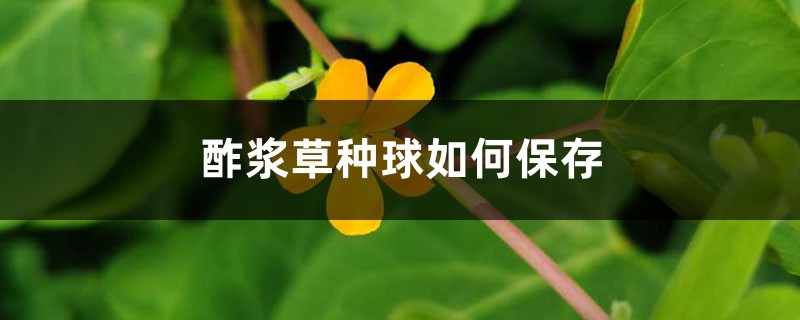 酢浆草种球如何保存 酢浆草种球如何保存