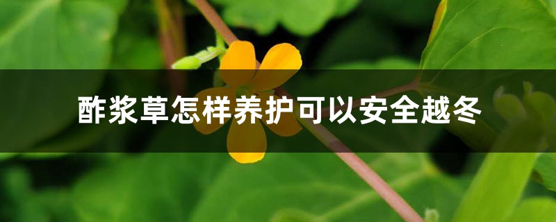 酢浆草怎样养护可以安全越冬 酢浆草怎样养护可以安全越冬